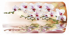 Орхидея на воде Бостон-3 (Брифинг-хром)