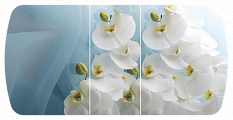 Белая орхидея Бостон-3 (Брифинг-хром)