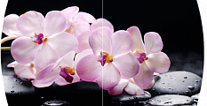 Розовая орхидея Бостон-2 (Триумф-хром)