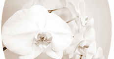 Ленная орхидея Бостон-2 (Триумф-хром)
