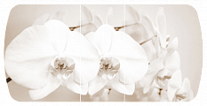 Лунная орхидея Бостон-3 (Брифинг-хром)
