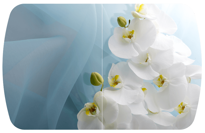 Белая орхидея Бостон (Триумф-хром)