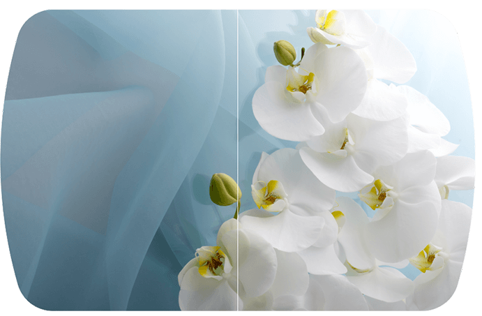 Голубая орхидея Бостон-2 (Брифинг-хром)