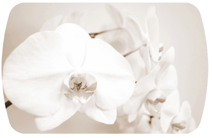 Лунная орхидея Бостон (Триумф-хром)