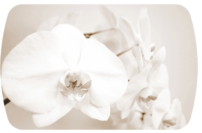 Лунная орхидея Бостон-2 (Брифинг-хром)