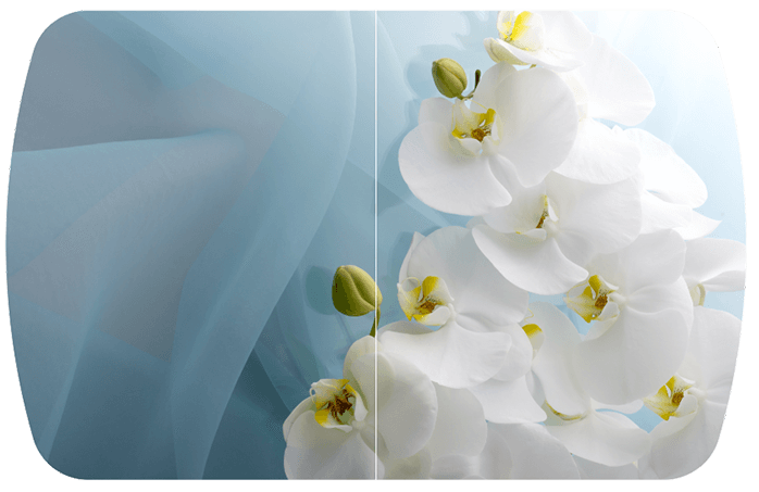 Голубая орхидея Бостон-2 (Триумф-хром)