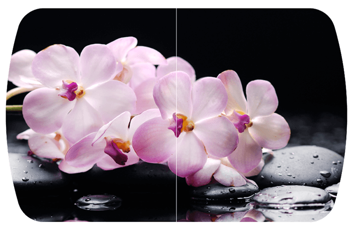 Розовая орхидея Бостон (Триумф-хром)