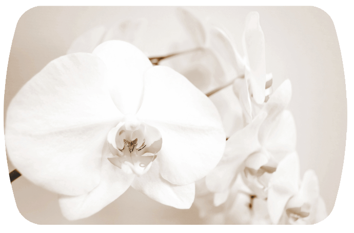 Ленная орхидея Бостон-2 (Триумф-хром)