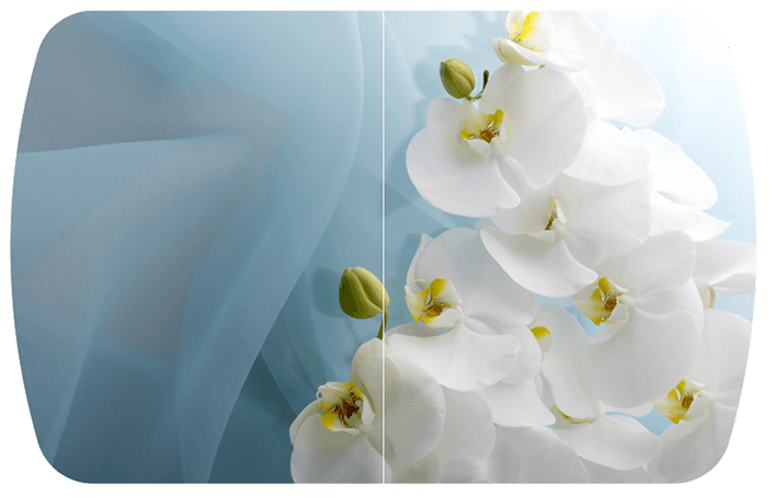 Белая орхидея Бостон
