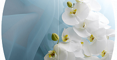 Белая орхидея Бостон (Триумф-хром)