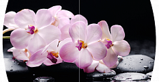 Розовая орхидея Бостон (Триумф-хром)